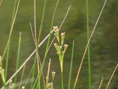 Juncus militaris