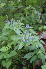 Salvia connivens