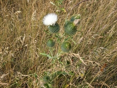 Cirsium echinus