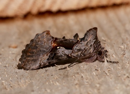 Epigaea Looper Moth photo 2