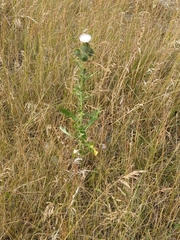 Cirsium echinus
