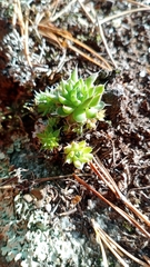 Orostachys spinosa
