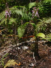 Brownleea maculata