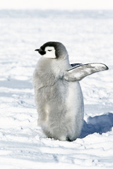 Aptenodytes forsteri