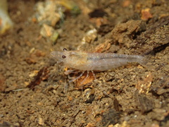 Caridina serrata