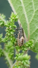 Heterogaster urticae