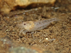 Caridina serrata