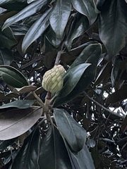 Magnolia