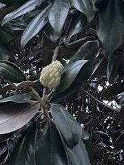 Magnolia