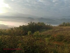 Dendroleon pantherinus