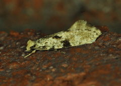 Nemapogon auropulvella
