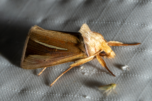 White-streaked Looper Moth photo 3