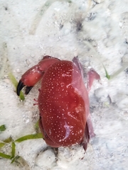 Atergatis integerrimus