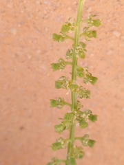 Resedaceae