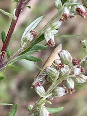 Evergestis extimalis