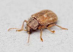 Demotina modesta