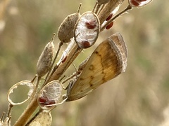 Evergestis extimalis