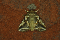 Habrosyne scripta