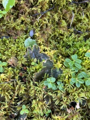 Peltigera degenii