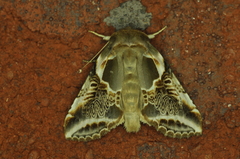 Habrosyne scripta