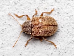 Demotina modesta
