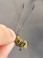 Gomphidae