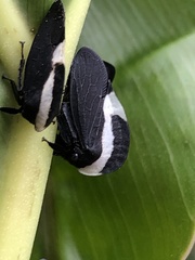 Membracis foliatafasciata