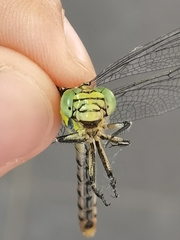 Gomphidae