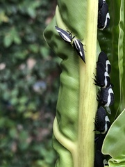 Membracis foliatafasciata