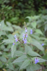 Salvia connivens