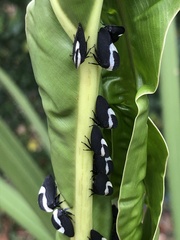 Membracis foliatafasciata