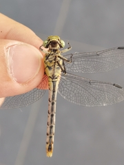 Gomphidae