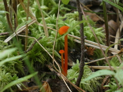 Pseudohygrocybe
