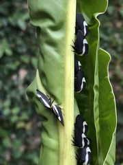 Membracis foliatafasciata