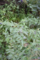 Salvia connivens