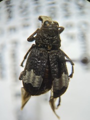 Eurymycter tricarinatus