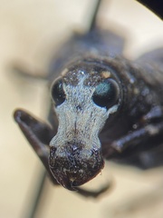 Eurymycter tricarinatus