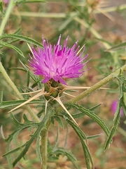 Centaurea calcitrapa
