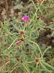Centaurea calcitrapa