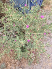 Centaurea calcitrapa