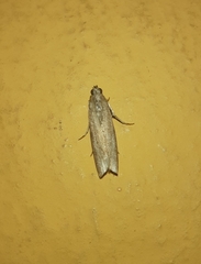 Lepidoptera