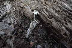 Cladonia multiformis