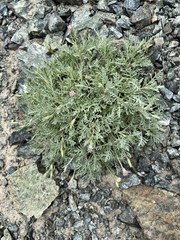 Chaenactis thompsonii