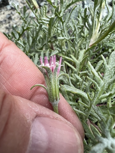 Image of Thompson's Pincushion (Chaenactis thompsonii) by no rights reserved