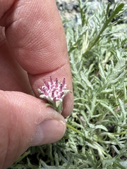 Chaenactis thompsonii