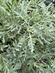 Chaenactis thompsonii