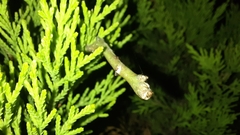 Lepidoptera