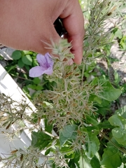 Ruellia occidentalis