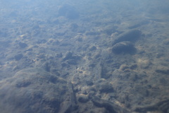 Anodonta