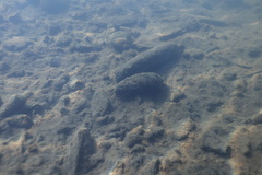 Anodonta
